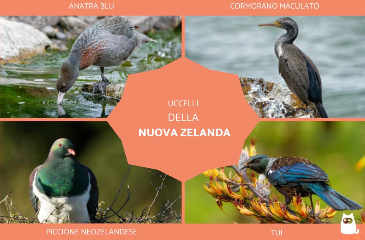 Uccelli della Nuova Zelanda