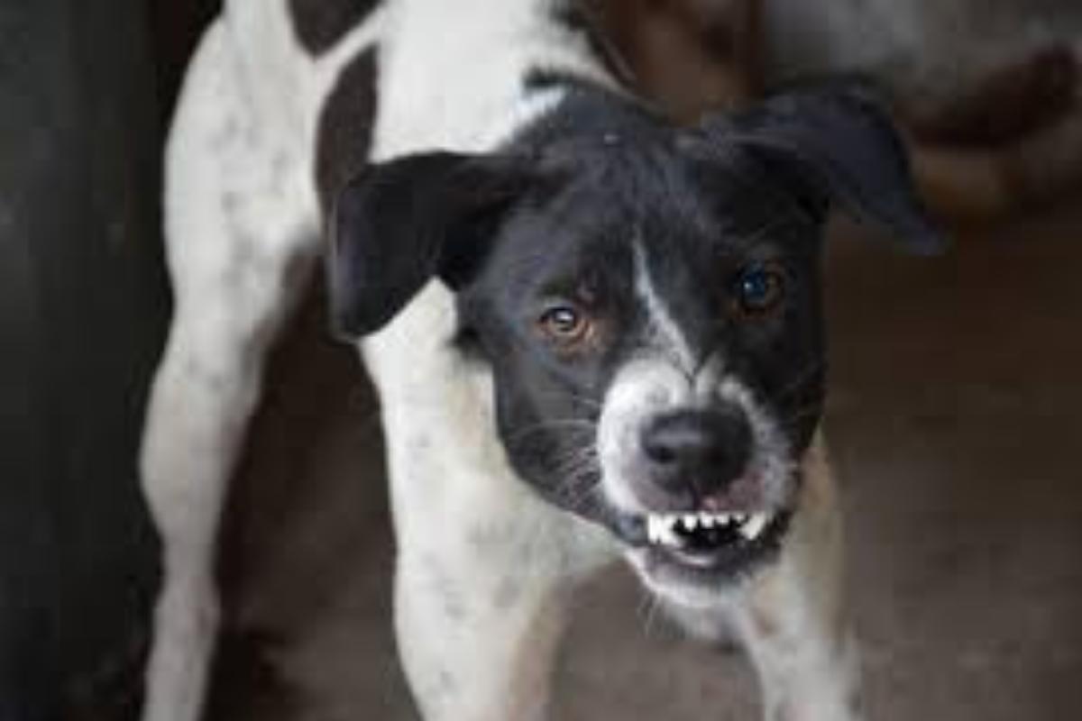 Come sapere se il cane ti odia?