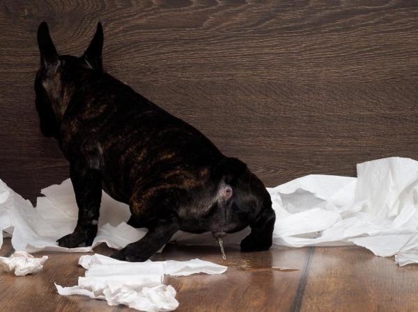 Repellenti per cani - 6 repellenti fatti in casa