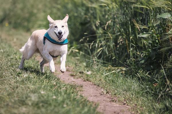 Un cane incinta può correre?