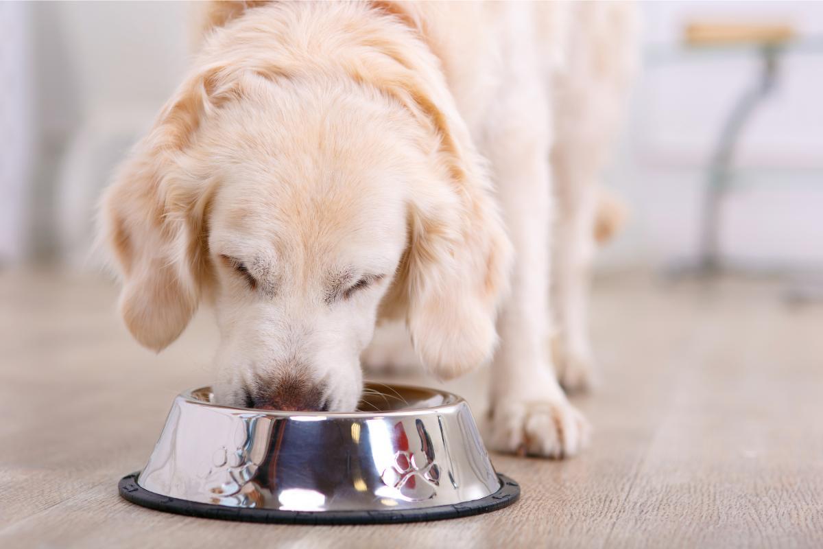 Alimentazione del cane diabetico