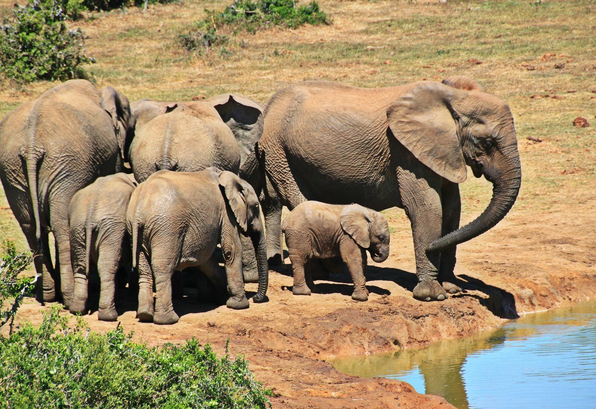 quanto dura la gravidanza di un elefante