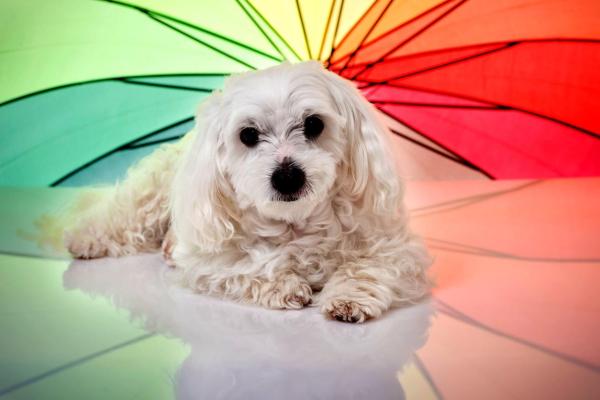 Che colori vedono i cani?