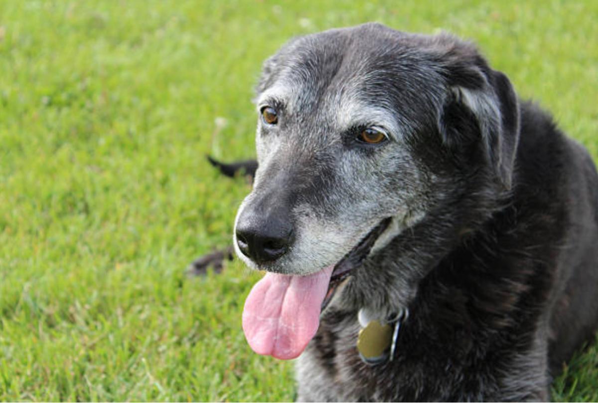 Il mio cane anziano scivola sul pavimento: perché e cosa fare