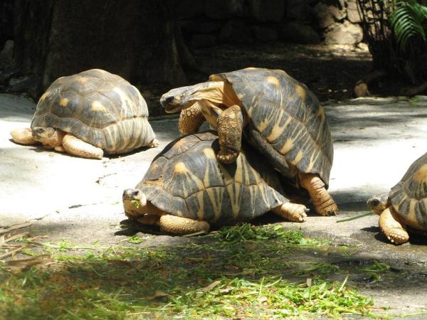 La riproduzione delle tartarughe - La reproducción de las tortugas terrestres domésticas