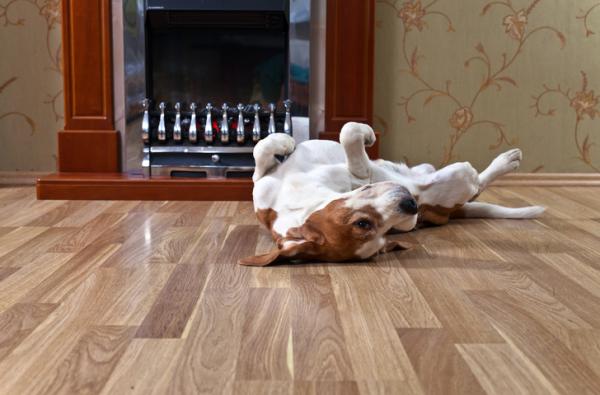 Cane in calore: quanto dura, sintomi e comportamento