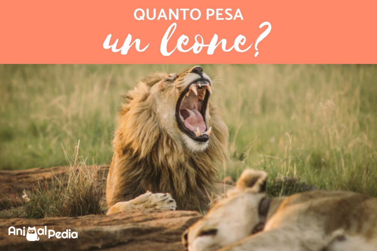 Quanto pesa un leone?