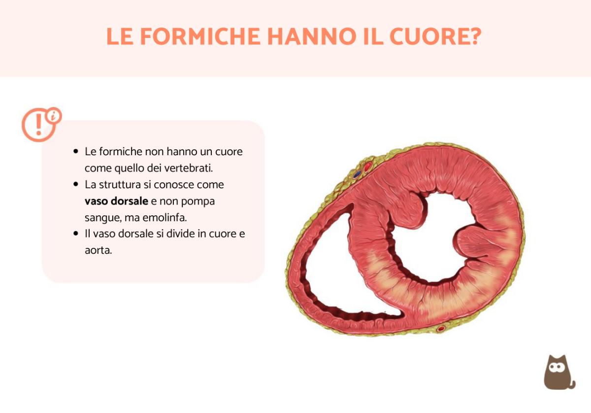 Le formiche hanno il cuore?