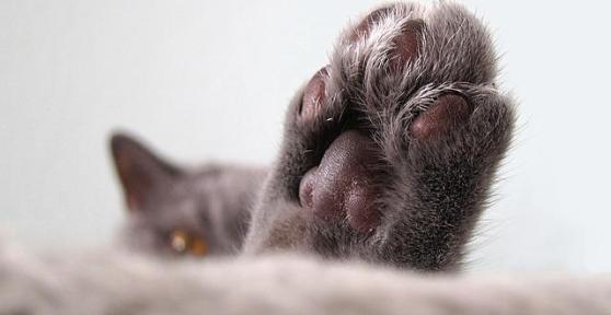 Malattie delle unghie del gatto