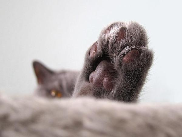 Malattie delle unghie del gatto