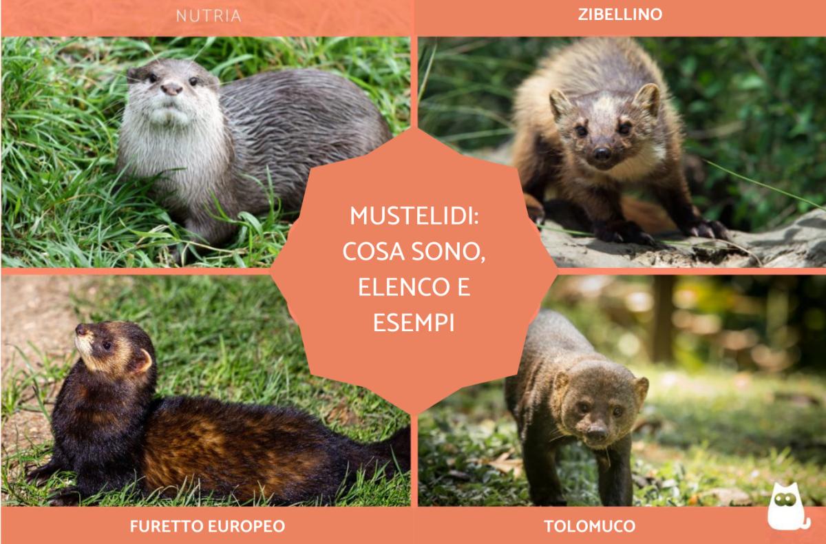 Mustelidi: cosa sono, elenco ed esempi