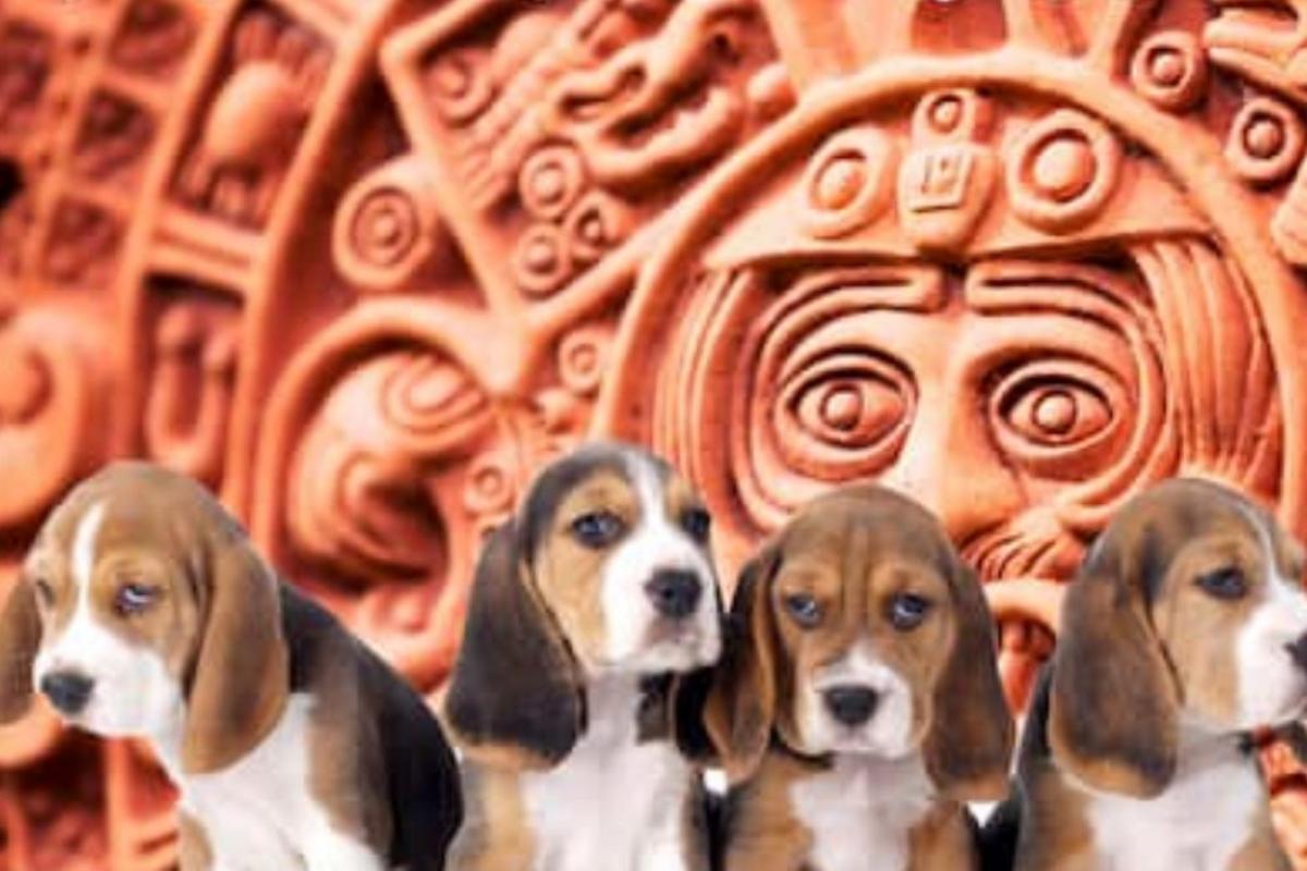 Nomi aztechi per cani
