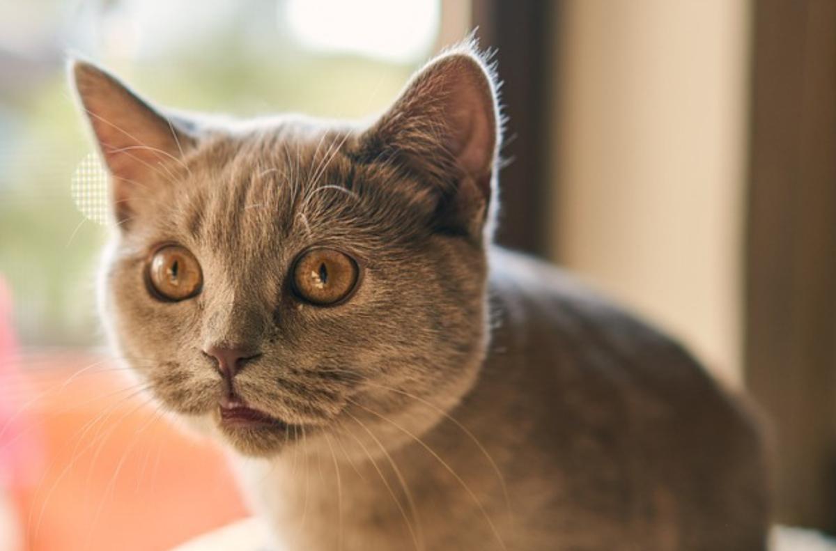 Gatto respira a bocca aperta: perché e cosa fare