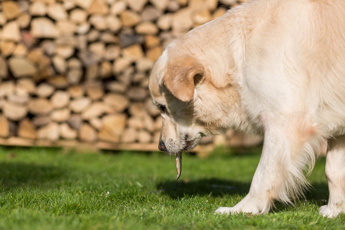 Rigurgito nel cane: cause, terapia e rimedi naturali