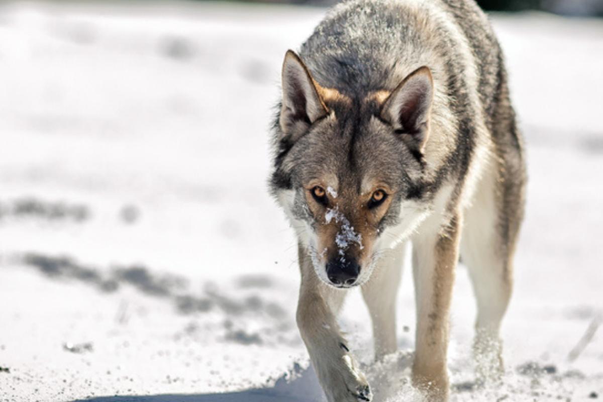 Il Cane Lupo Cecoslovacco è un ibrido?