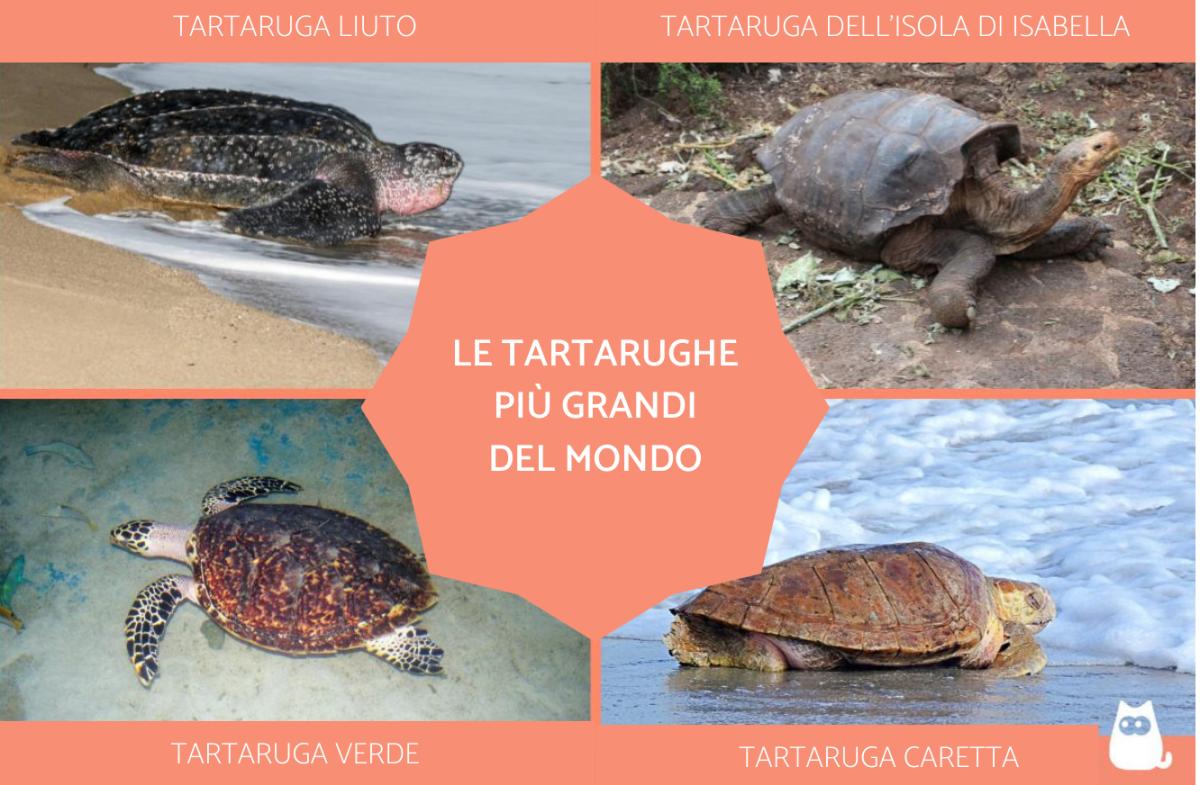 Le tartarughe più grandi del mondo