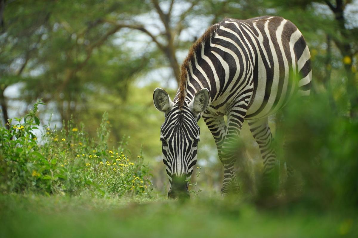 Cosa mangia la zebra?