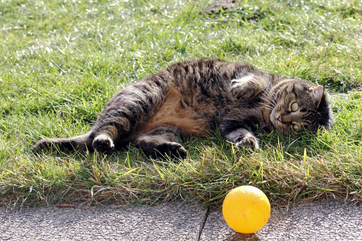 Esercizi per gatti obesi