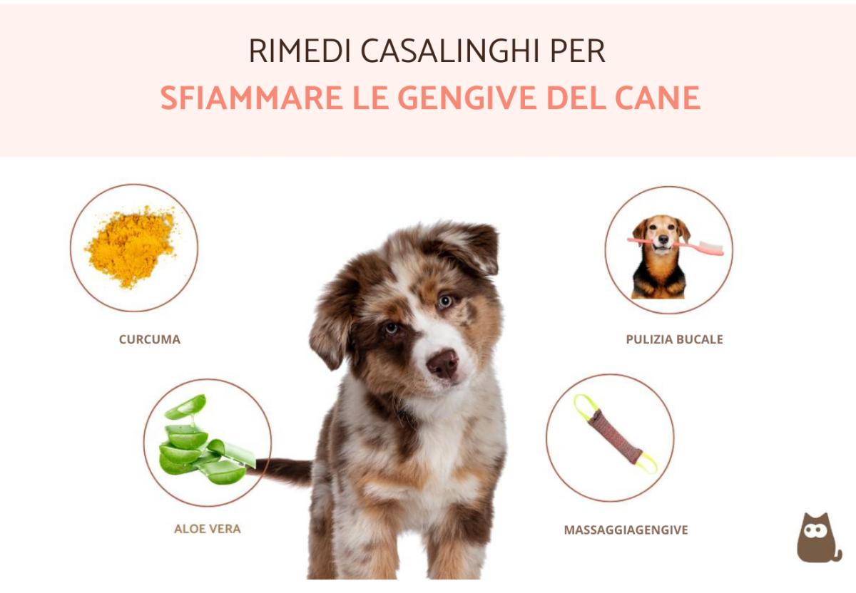 Come sfiammare le gengive del cane?