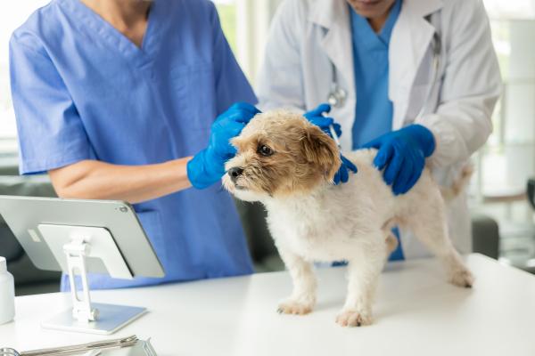 Come funzionano le assicurazioni per animali domestici?