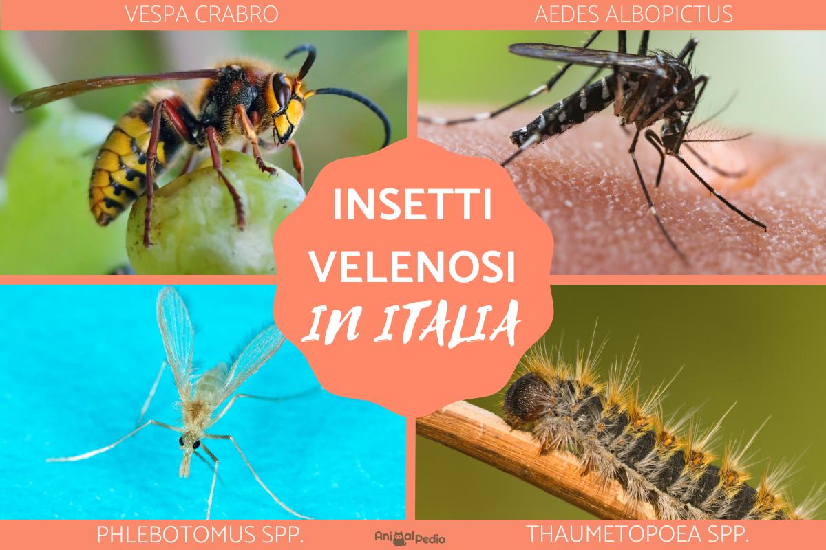 Insetti velenosi in Italia