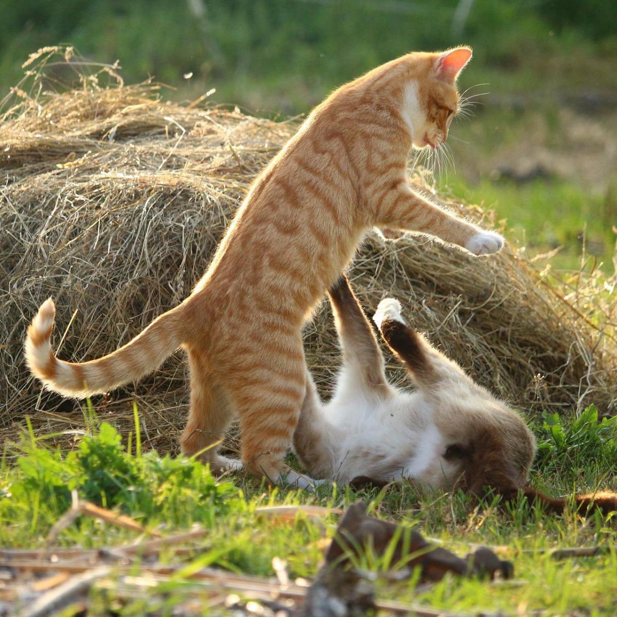 Perché il mio gatto è aggressivo con altri gatti?