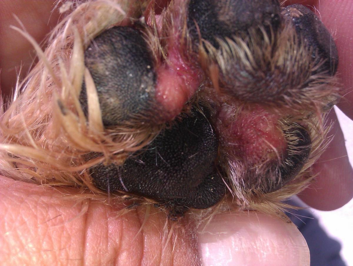Funghi nei cuscinetti del cane: cause, sintomi e cure