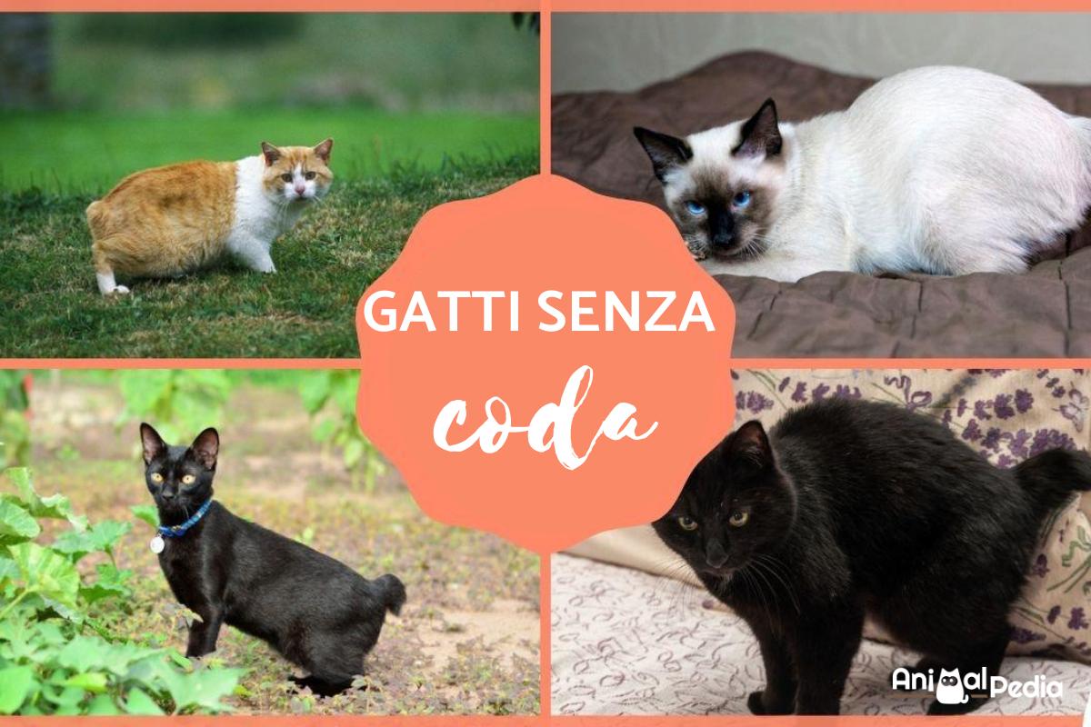 Razze di gatti senza coda