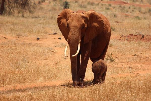 Quanto vive un elefante? - Fattori che riducono la speranza di vita degli elefanti