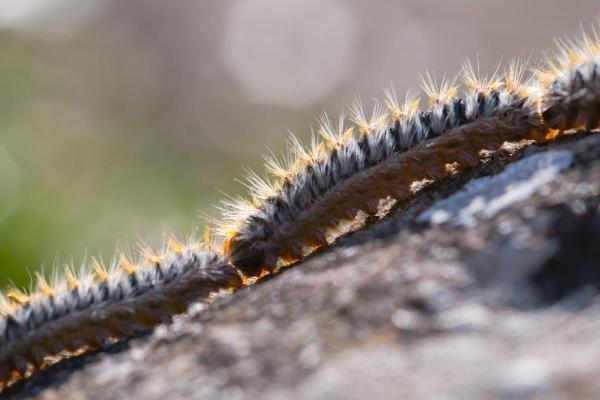 Rimedi naturali per eliminare i bruchi della processionaria - 3. Barriere fisiche amichevoli