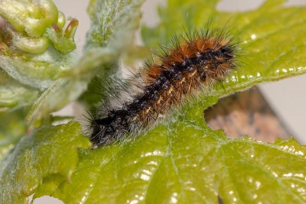 Rimedi naturali per eliminare i bruchi della processionaria - 4. Piante aromatiche come repellenti ecologici