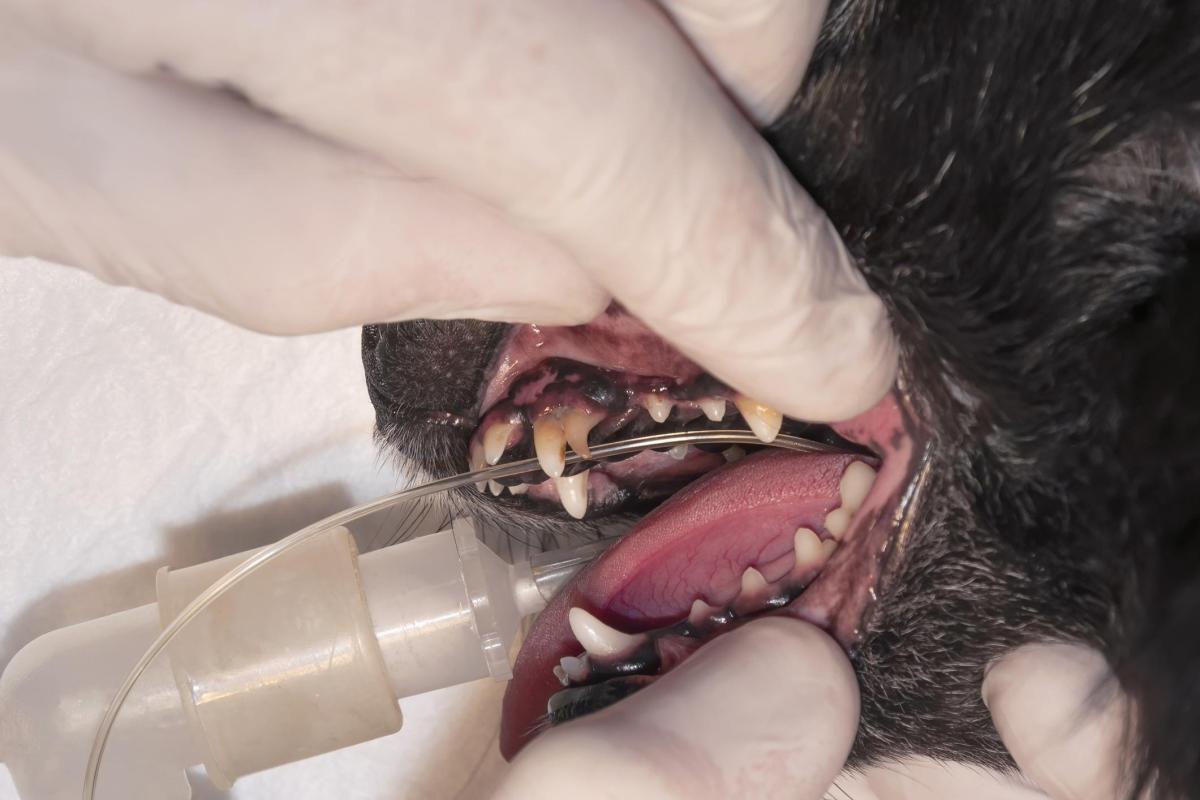 I denti da latte del cane non cadono - Cause e cosa fare