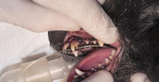 I denti da latte del cane non cadono - Cause e cosa fare