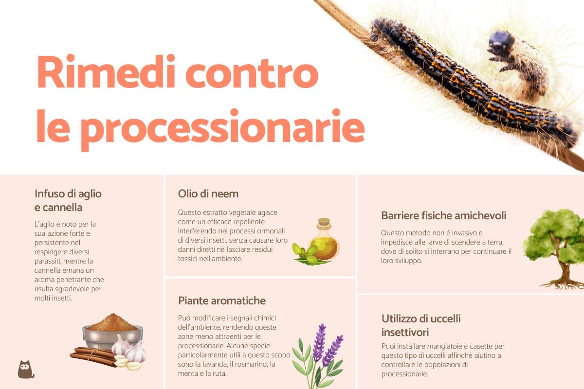 Rimedi naturali per eliminare i bruchi della processionaria