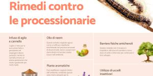 Rimedi naturali per eliminare i bruchi della processionaria