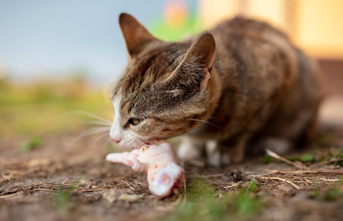 I gatti sono animali cannivori o onnivori?