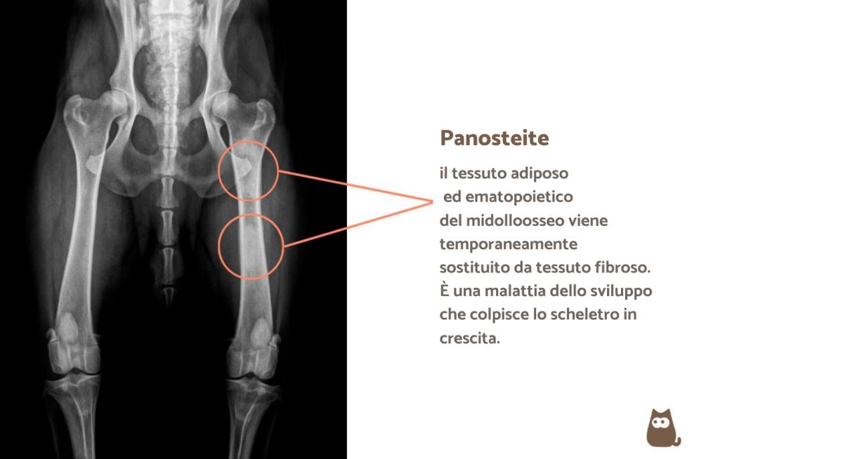 Panosteite nel cane: sintomi, terapia e cosa fare