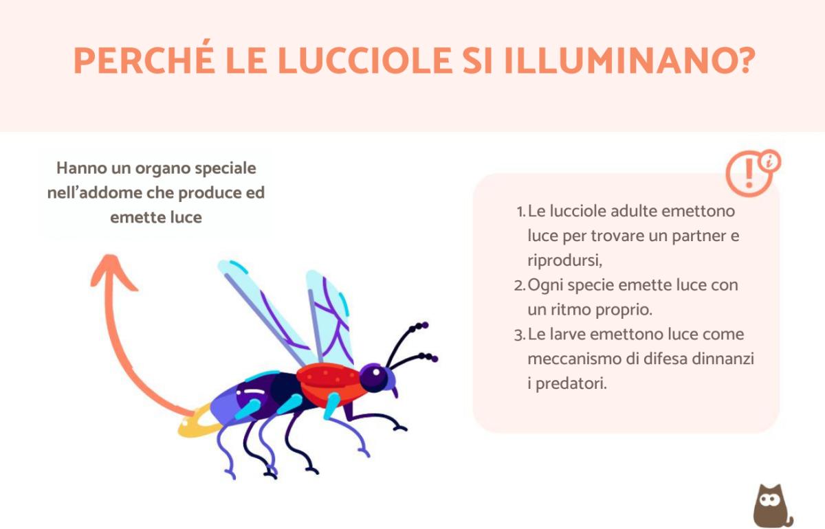 Perché le lucciole si illuminano?