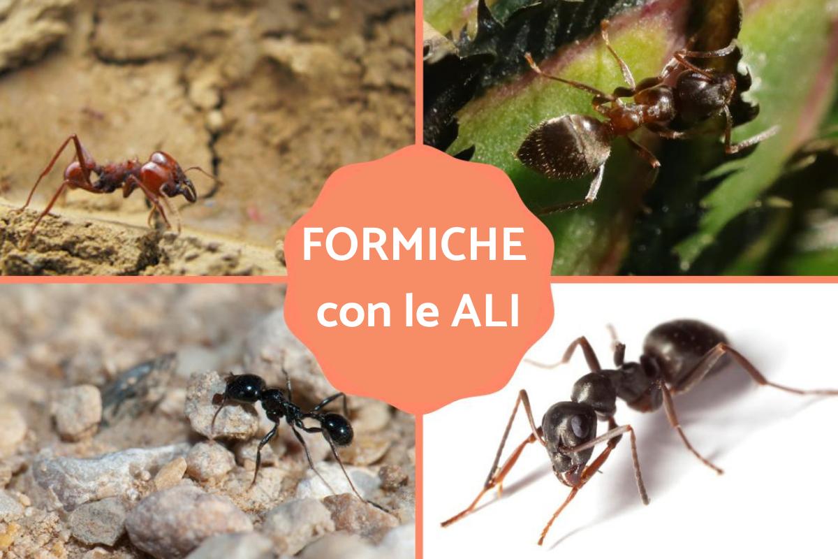 Formiche con le ali