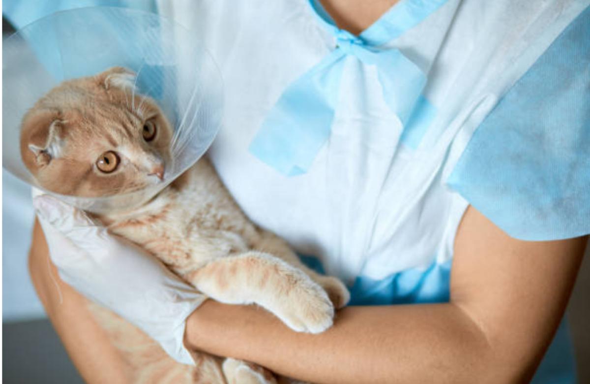 Dopo quanto si calma un gatto castrato?