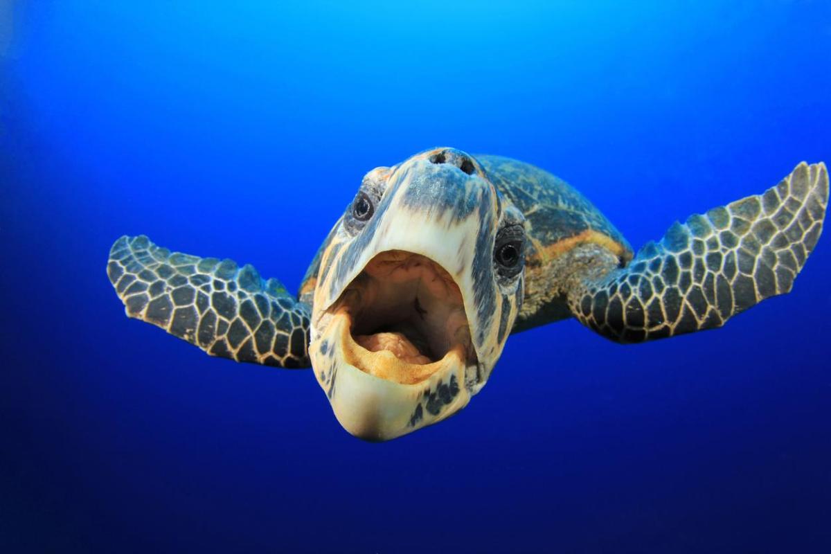 Le tartarughe hanno i denti?