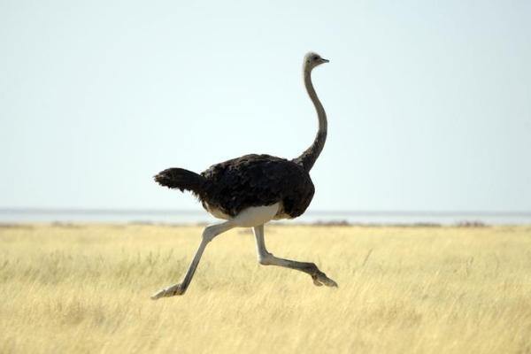 Uccelli più veloci al mondo - Qual è l'uccello più veloce a terra?