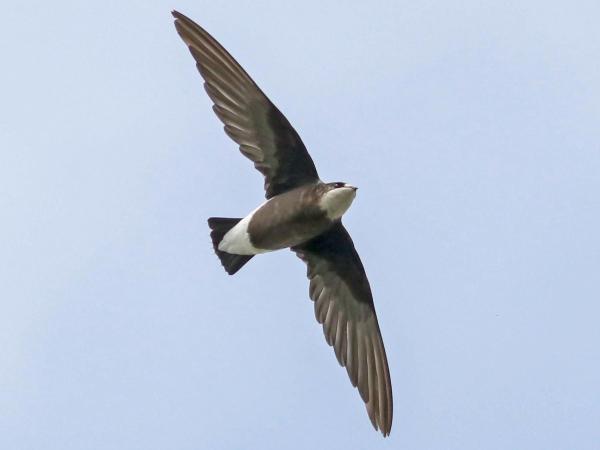 Uccelli più veloci al mondo - Qual è l'uccello più veloce in volo orizzontale
