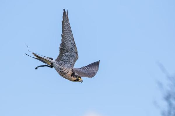 Uccelli più veloci al mondo - Quali sono gli uccelli più veloci del mondo