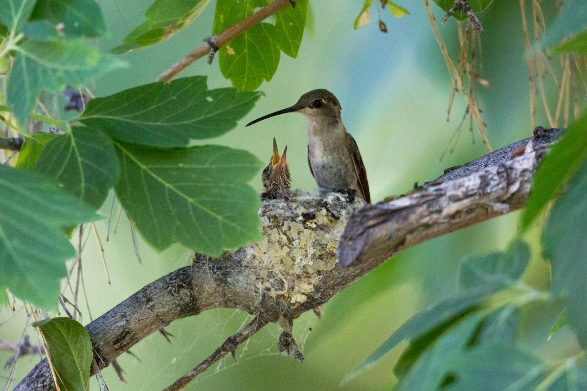 Dove vivono i colibrì?