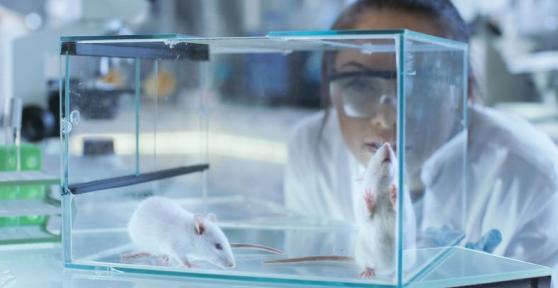 Sperimentazione animale - Cos'è, tipi e alternative