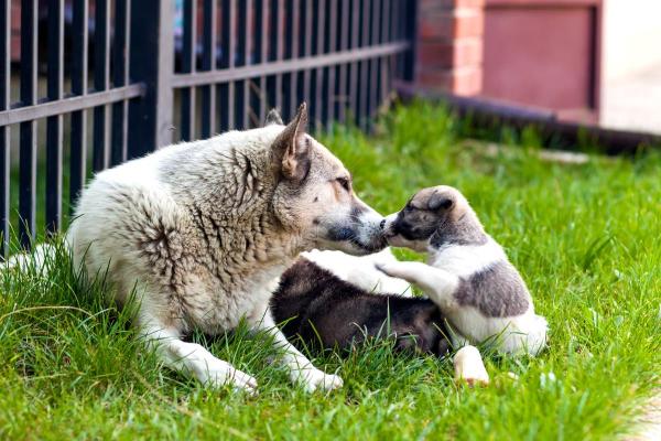 La mamma cane soffre per il distacco dai suoi cuccioli? - Come separare correttamente i cuccioli dalla mamma?