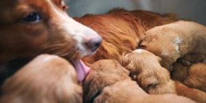 La mamma cane soffre per il distacco dai suoi cuccioli?