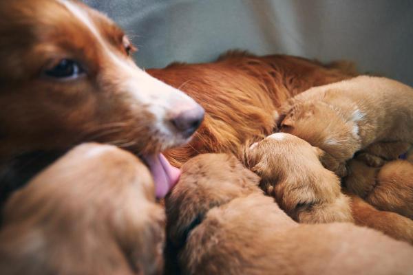 La mamma cane soffre per il distacco dai suoi cuccioli?