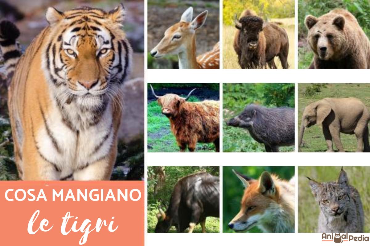 Cosa mangiano le tigri?